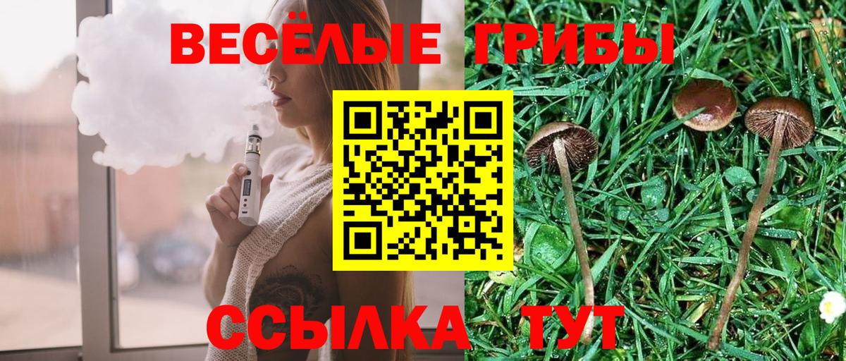 Галлюциногенные грибы Psilocybe Дубна